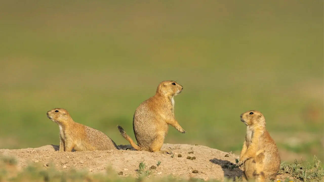 Prairie Dog
