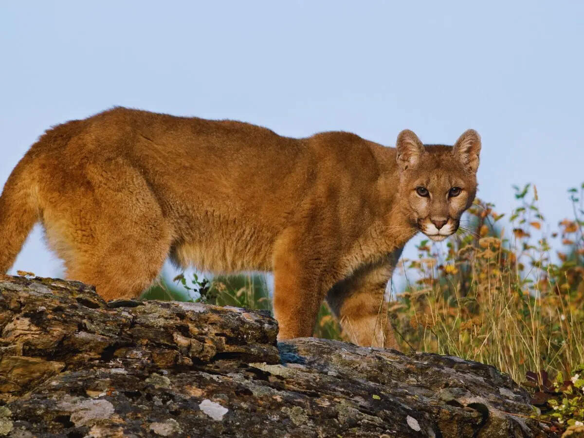 Mountain Lion