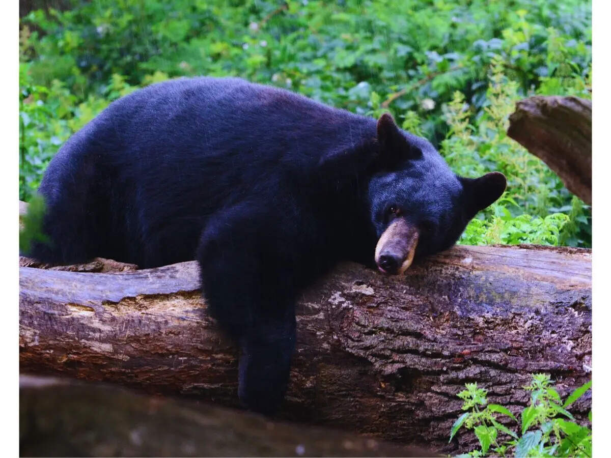 Black bear