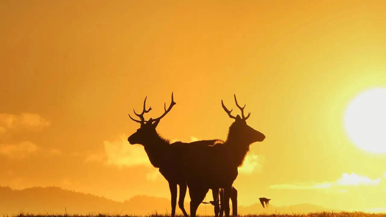 elk