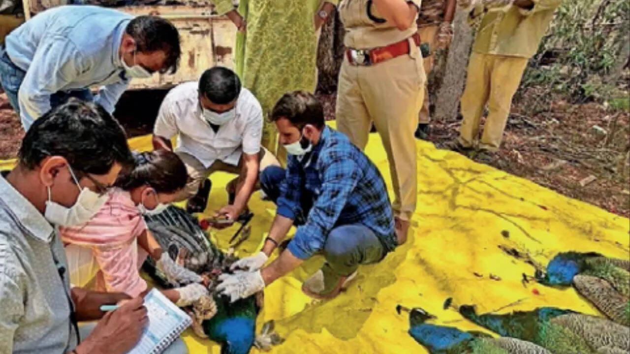 44 peacock deaths in Karnataka’s Tumakuru linked to H5N1 avian influenza