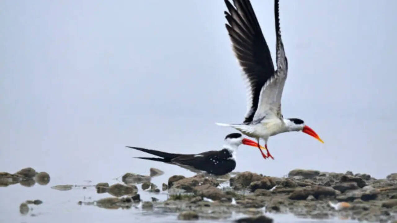 The Indian skimmer is a unique yet endangered bird species, popular for its bright orange bill.