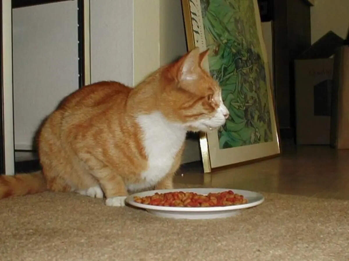 The real reason cats suddenly lose interest in their food bowl