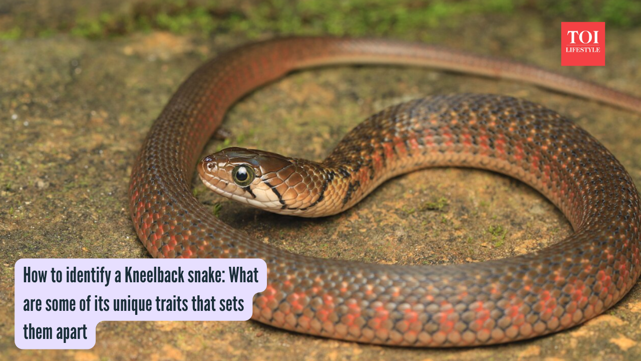 How to identify a Kneelback snake What are some of its unique traits that sets them apart