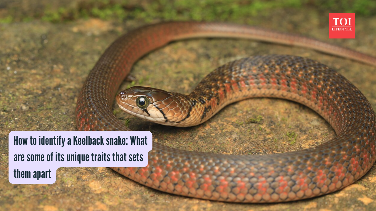 How to identify a Keelback snake: What are some of its unique traits that sets them apart