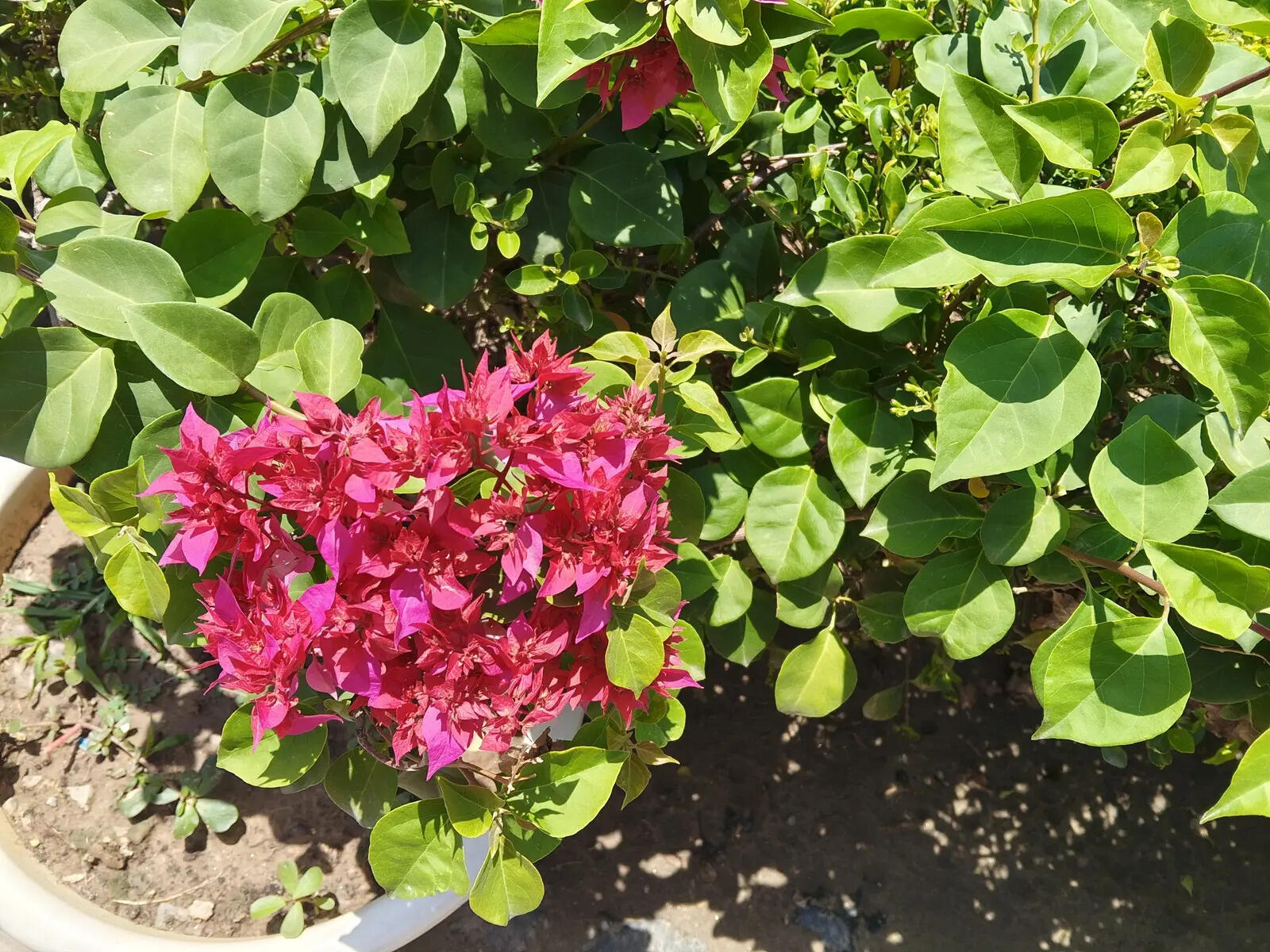 Realme 16 5G camera sample