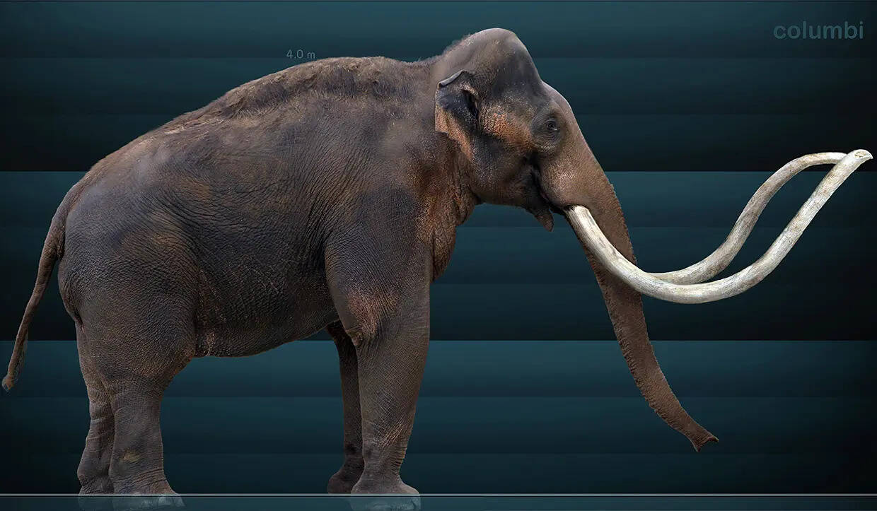 Mammuthus_columbi_Sergiodlarosa