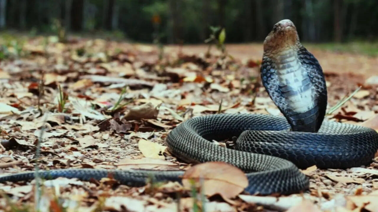 Monocled cobra