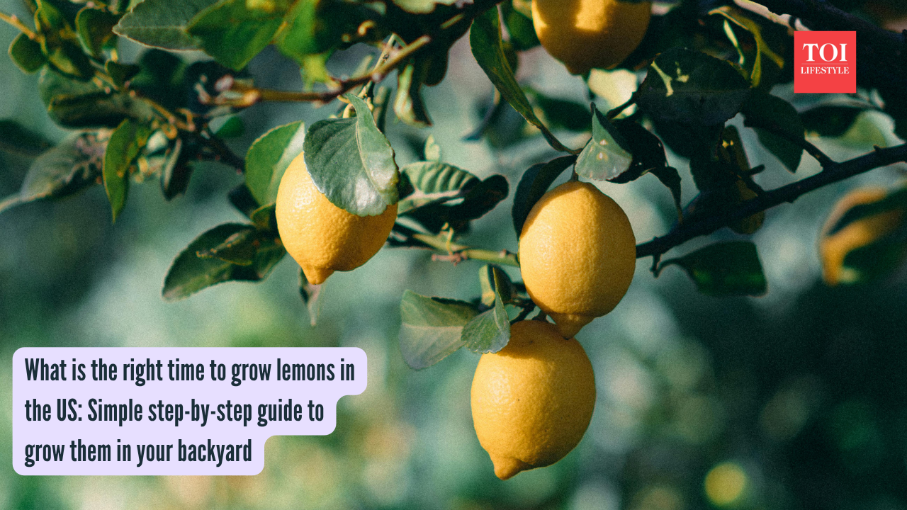 What is the right time to grow lemons in the US Simple step-by-step guide to grow them in your backyard