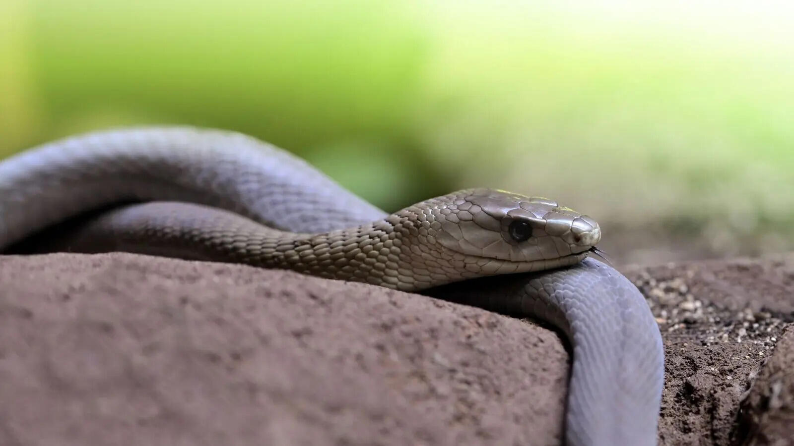 5 signs that could help you identify a venomous snake (but carefully)