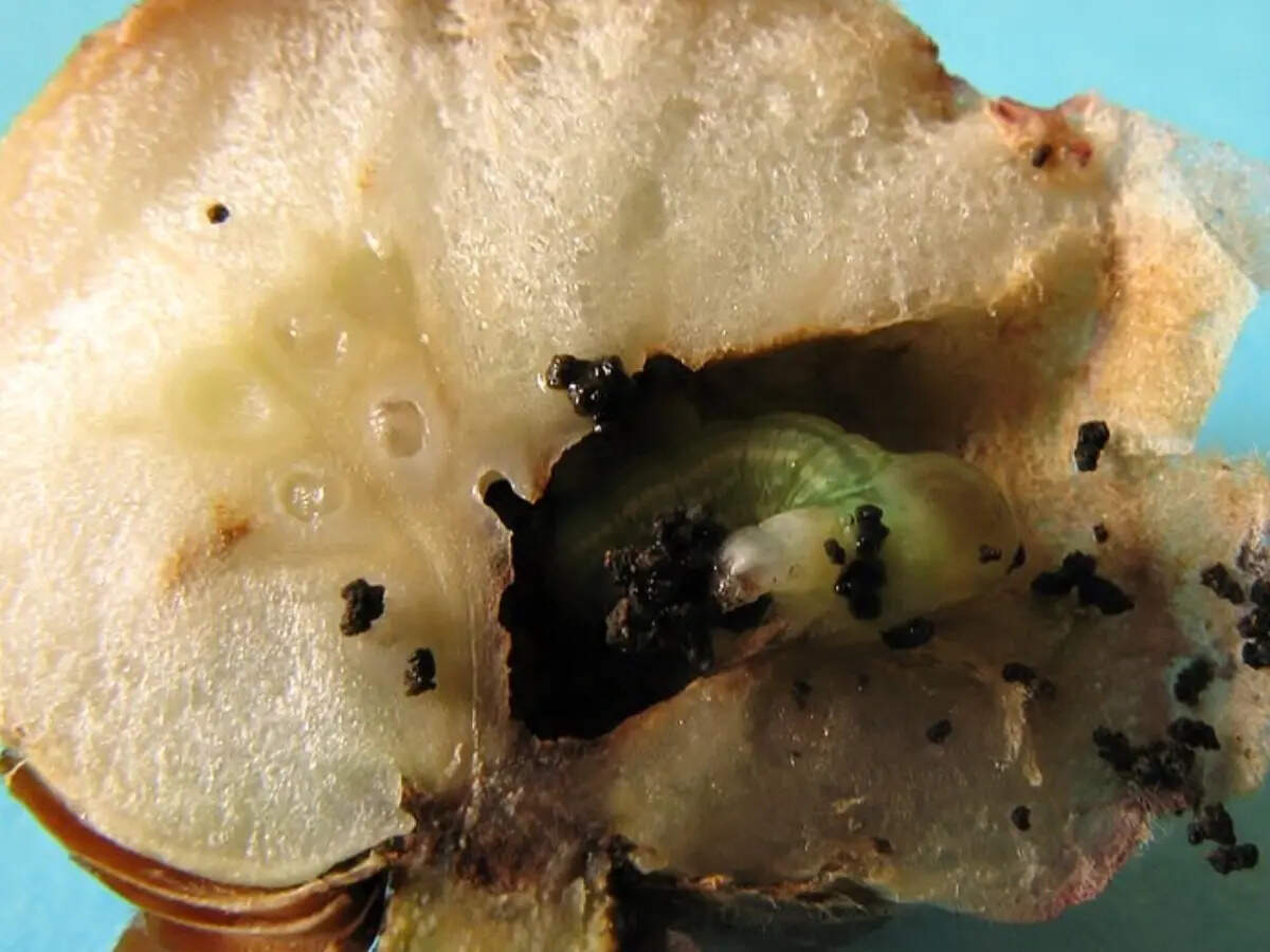 A backyard discovery that changed how scientists see ant behaviour