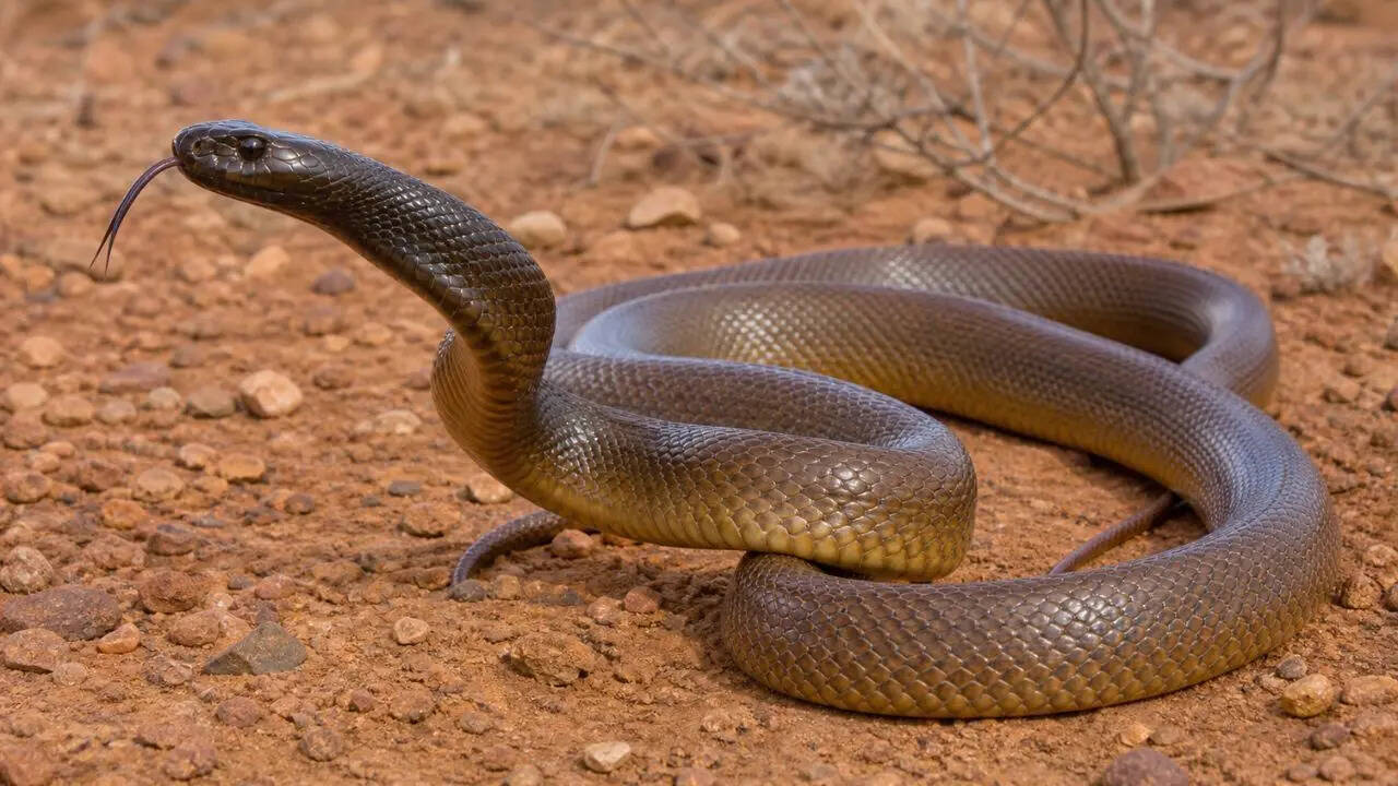 Inland Taipan