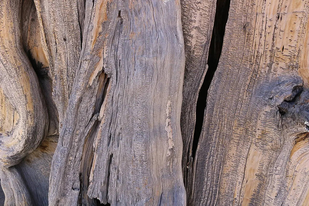 Utah,_Cedar_Breaks_National_Monument,_Great_Basin_Bristlecone_Pine,_bark