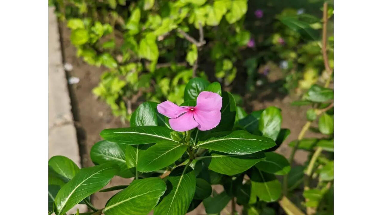 camera sample 2