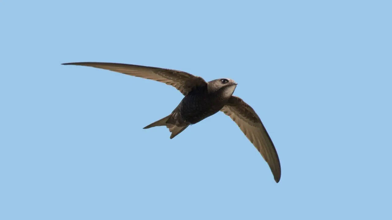 Common Swift