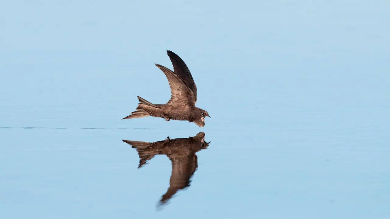 Common Swift