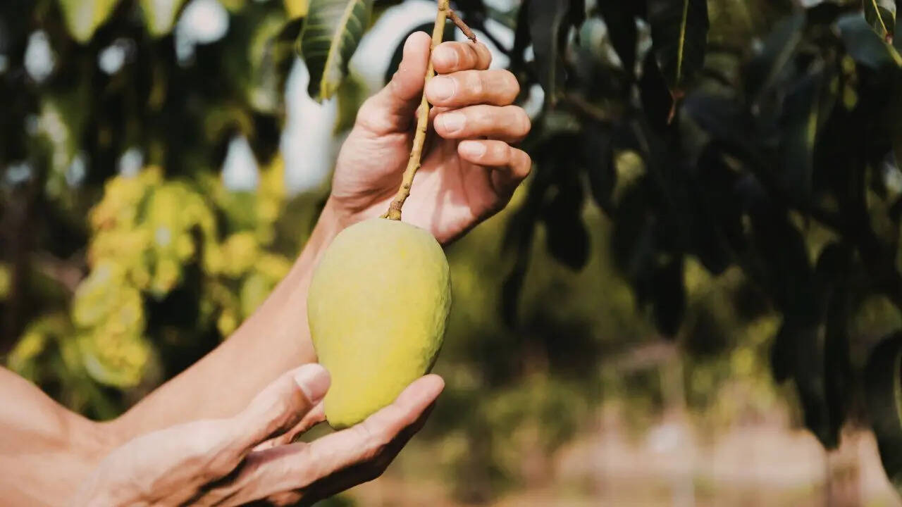 Mango
