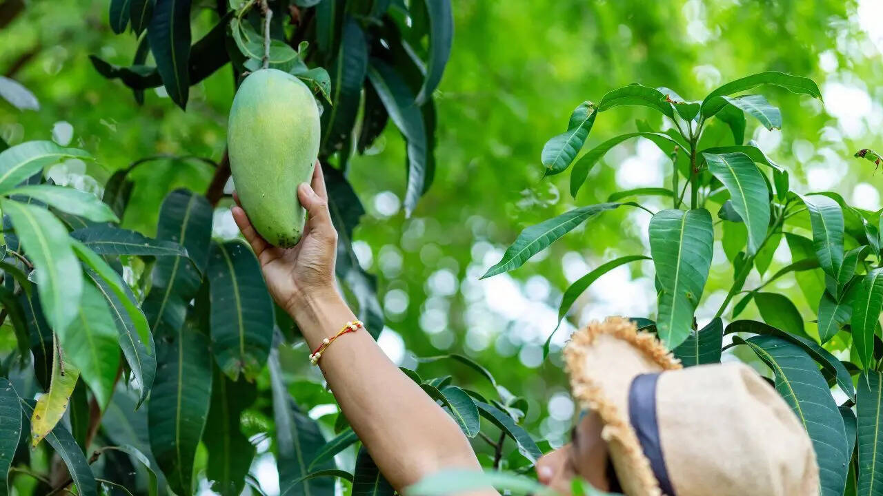 Plucking mango