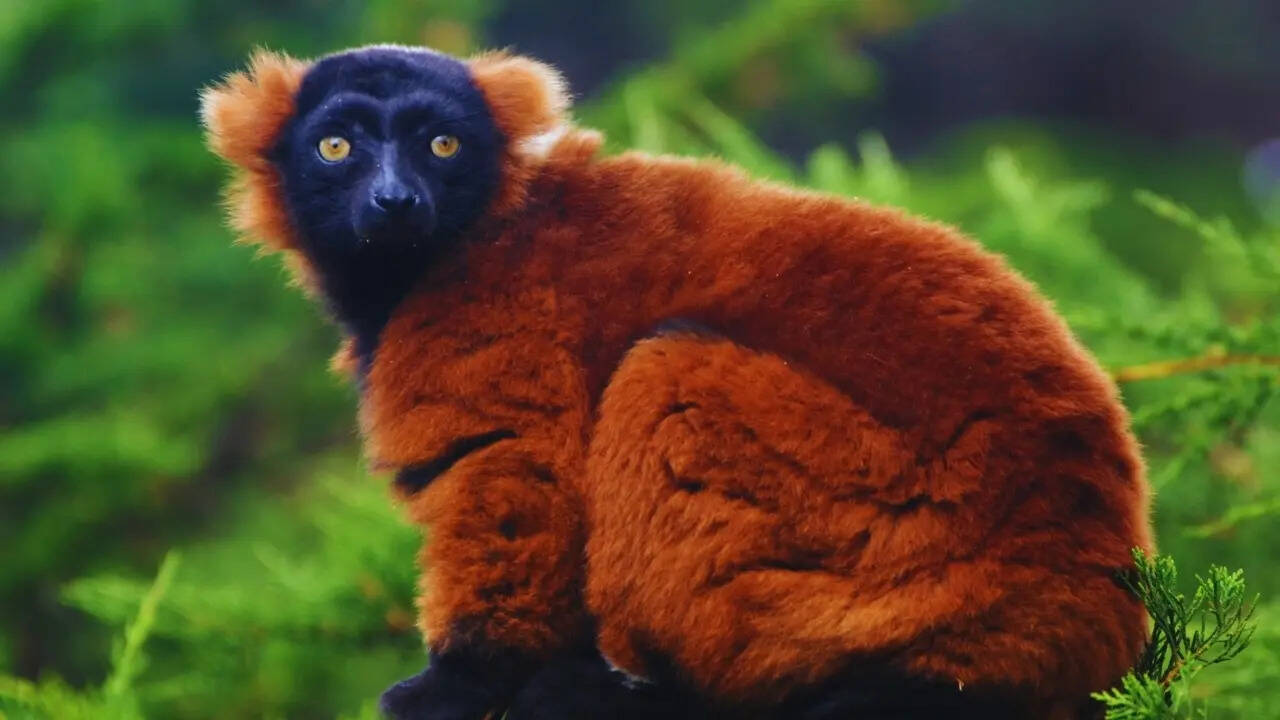 Red ruffed lemur in Madagascar