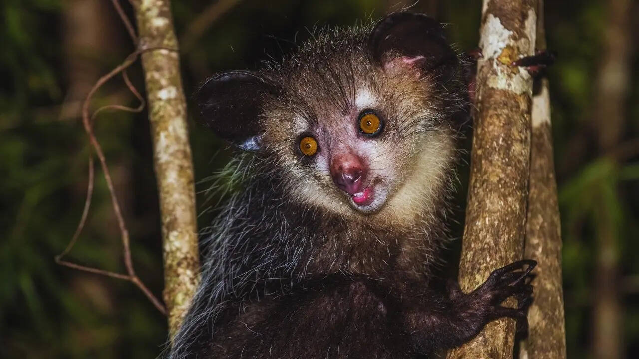 Aye-aye in Madagascar