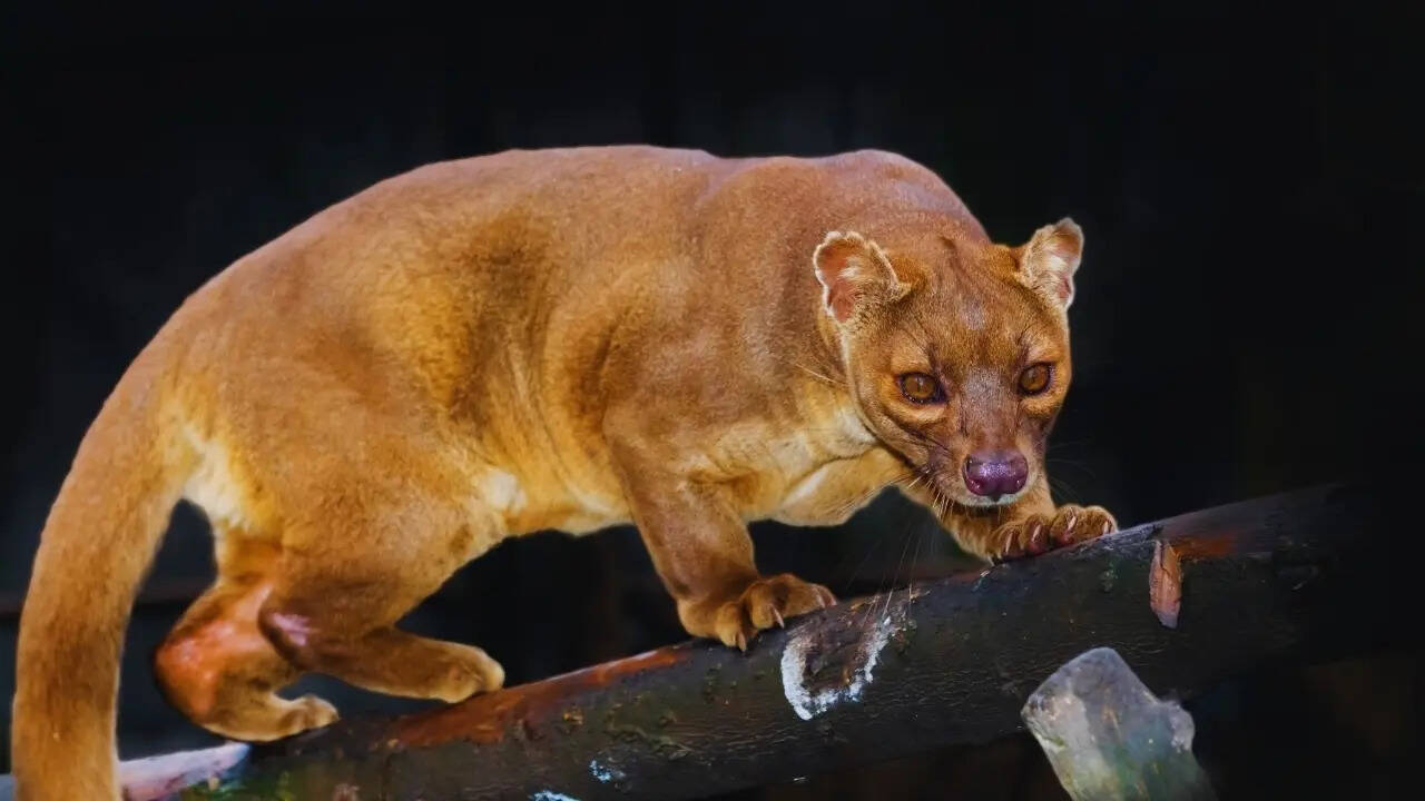 Fossa in Madagascar