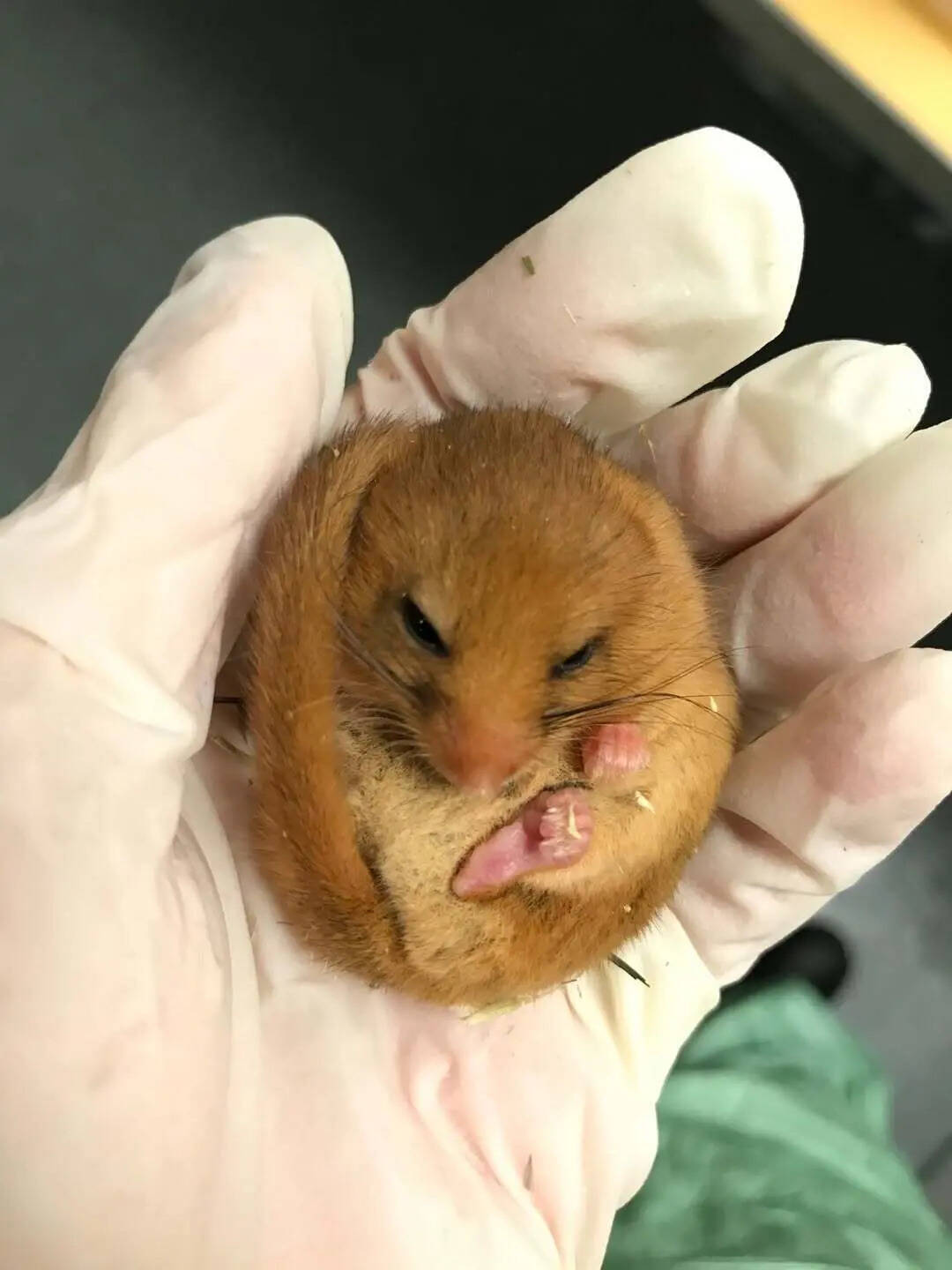 Once widespread across the UK, the hazel dormouse declined dramatically due to habitat loss and  (2)