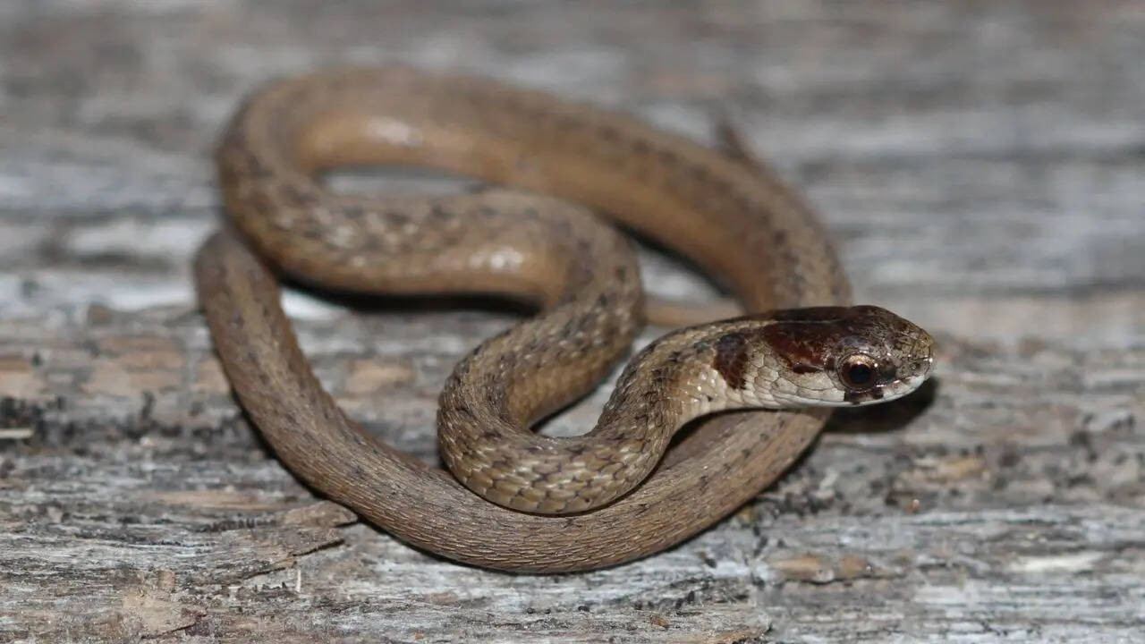 Brownsnake