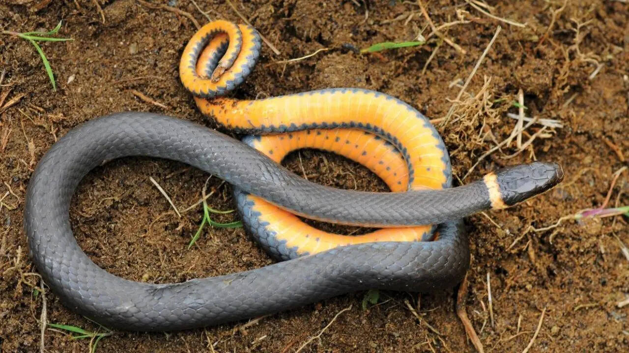 Ring-necked snake