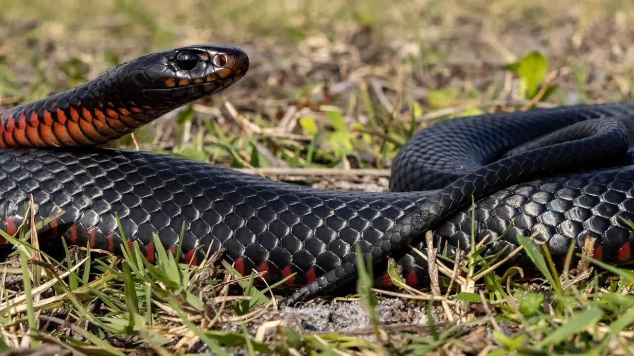Red-bellied snake