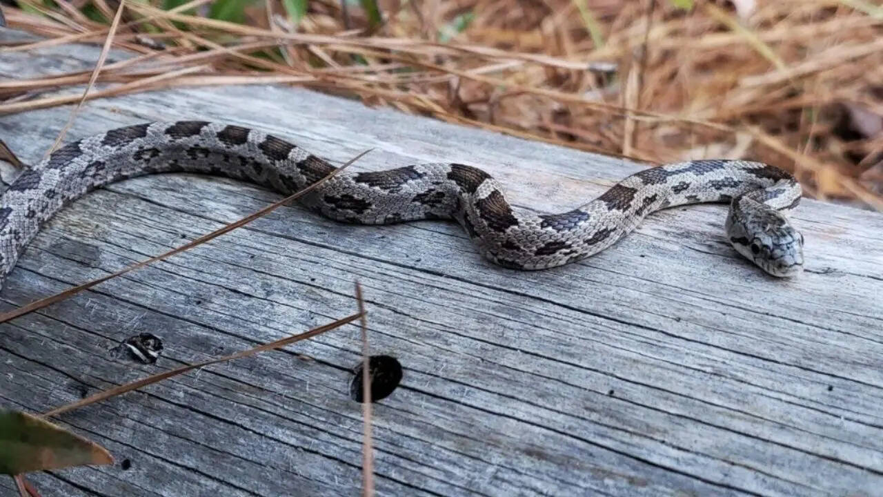 Young rat snake