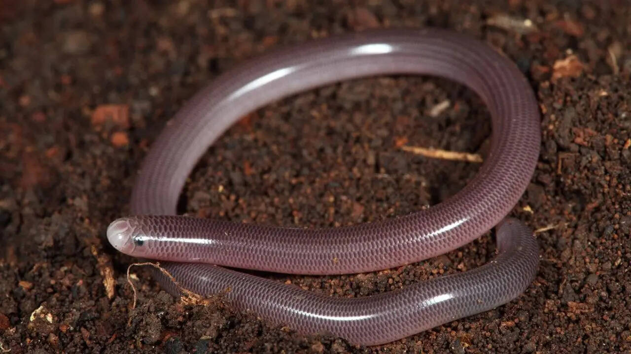 Worm snake