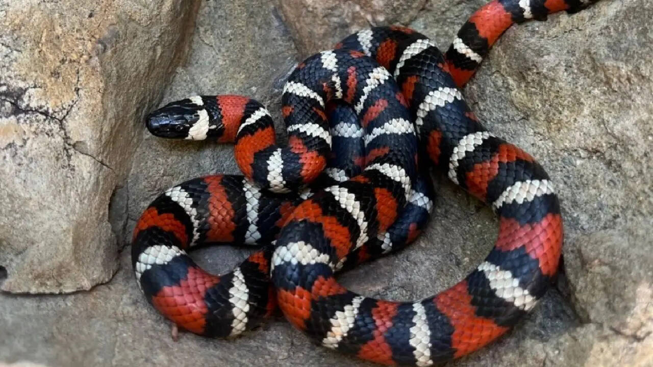 Kingsnakes