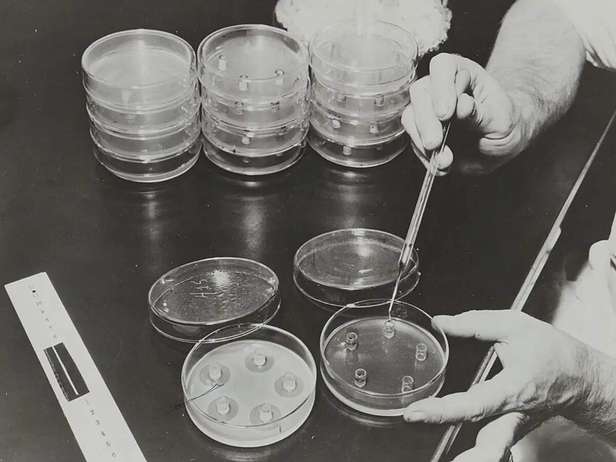 A contaminated lab plate helped create life-saving penicillin
