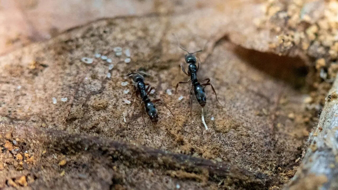 US warns as Asian needle ant reaches over 20 states; experts warn of sharp, painful attacks