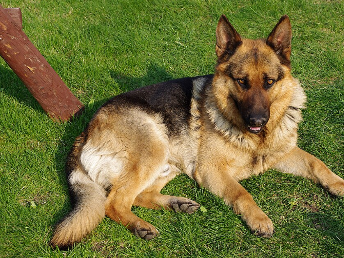 dog