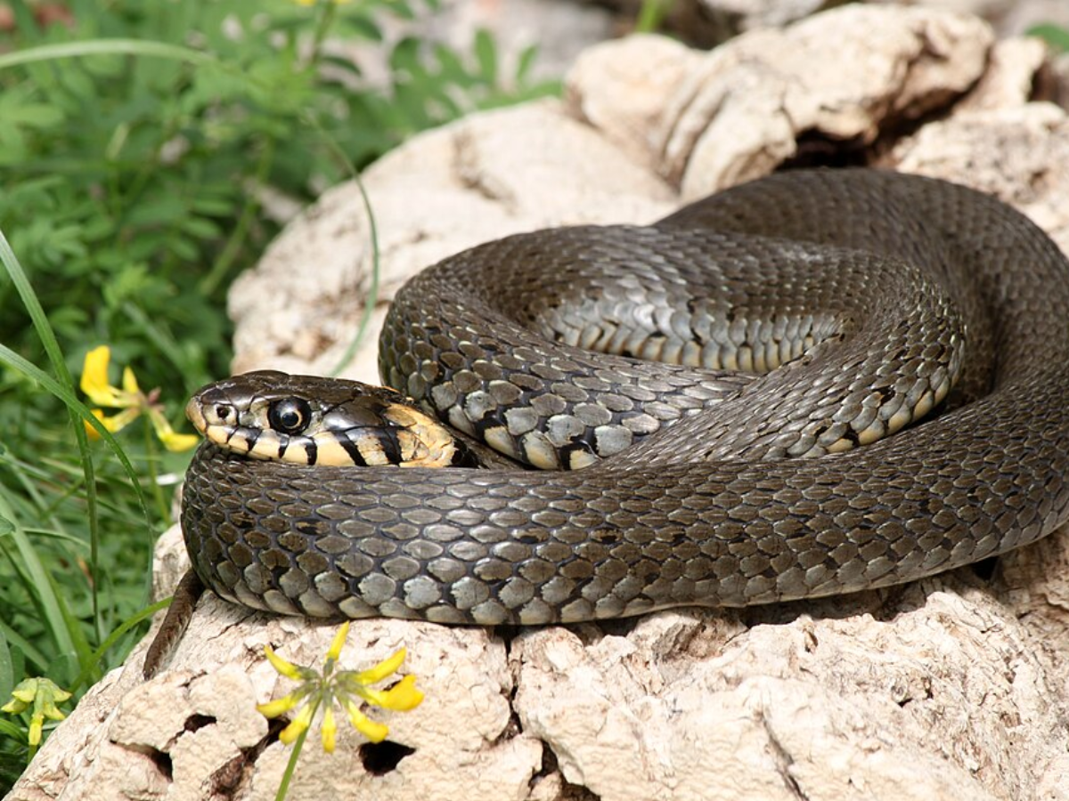 Snake