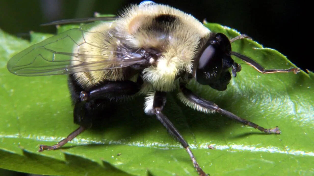 Mimicry of dangerous animals