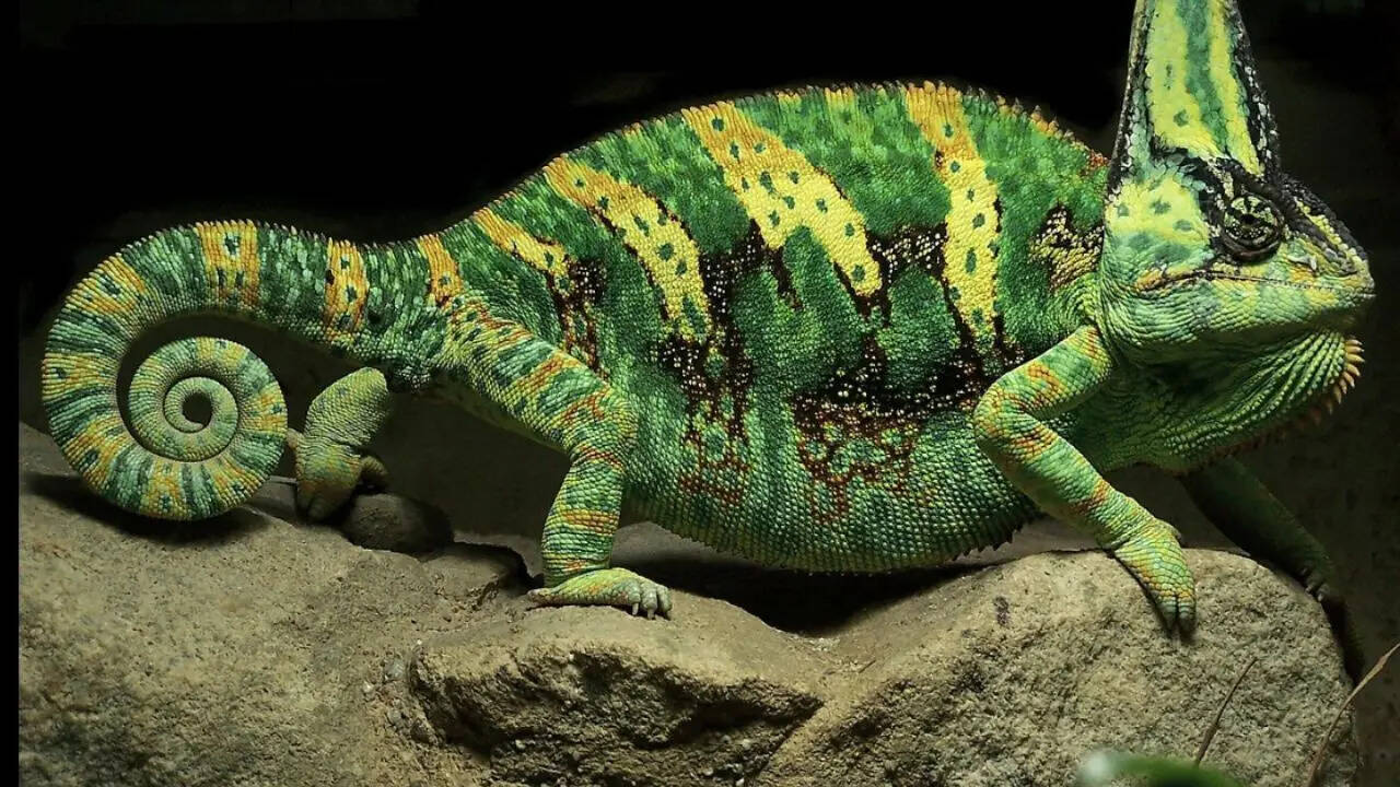 Camouflage to avoid detection