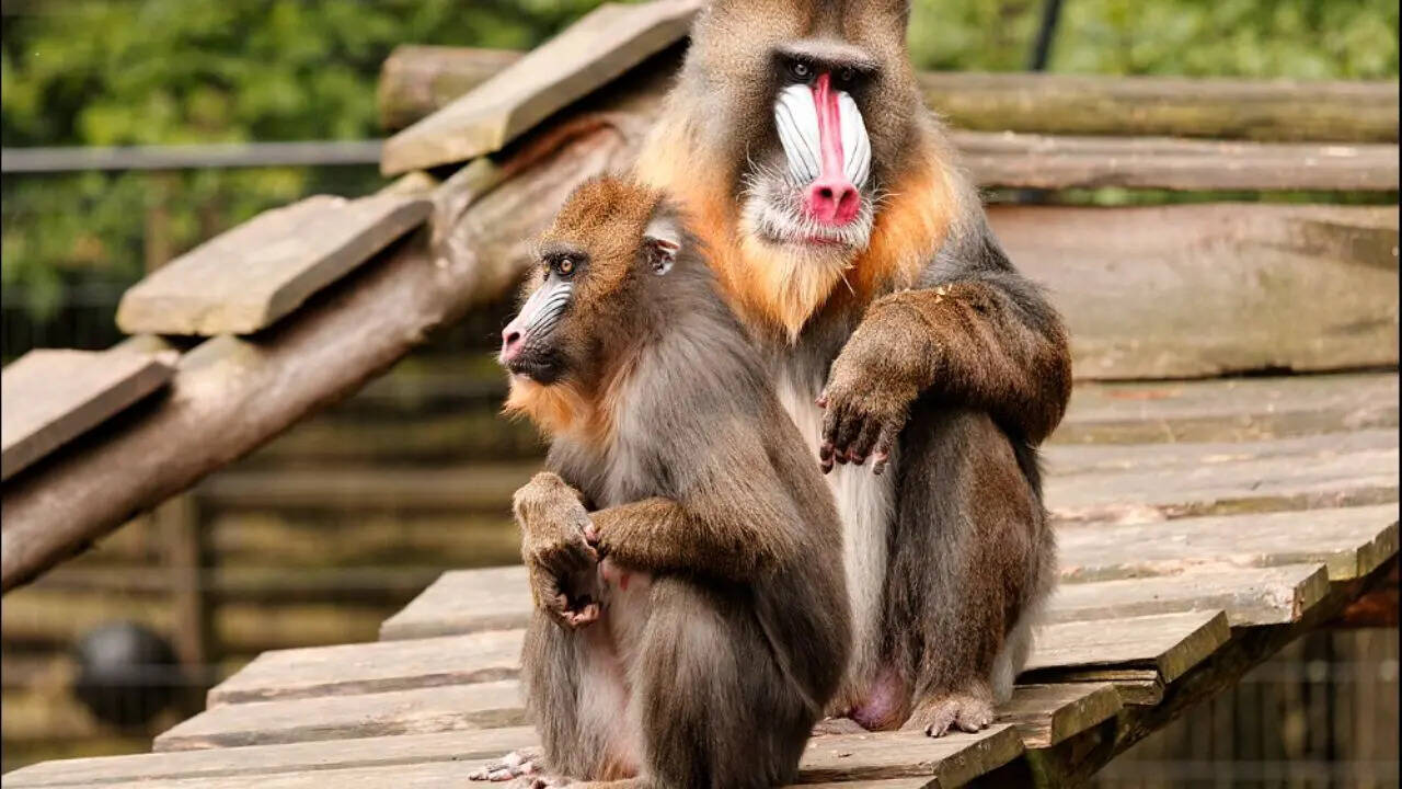 The Mandrill