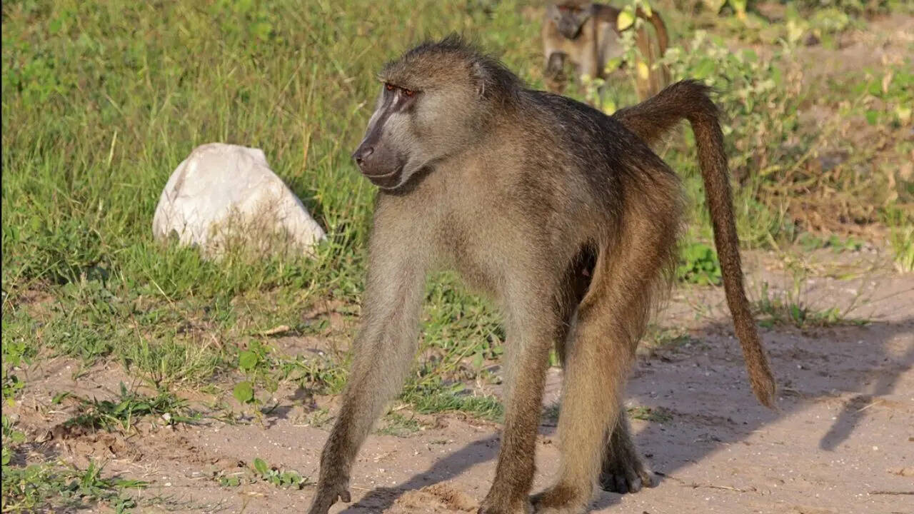 The Chacma Baboon