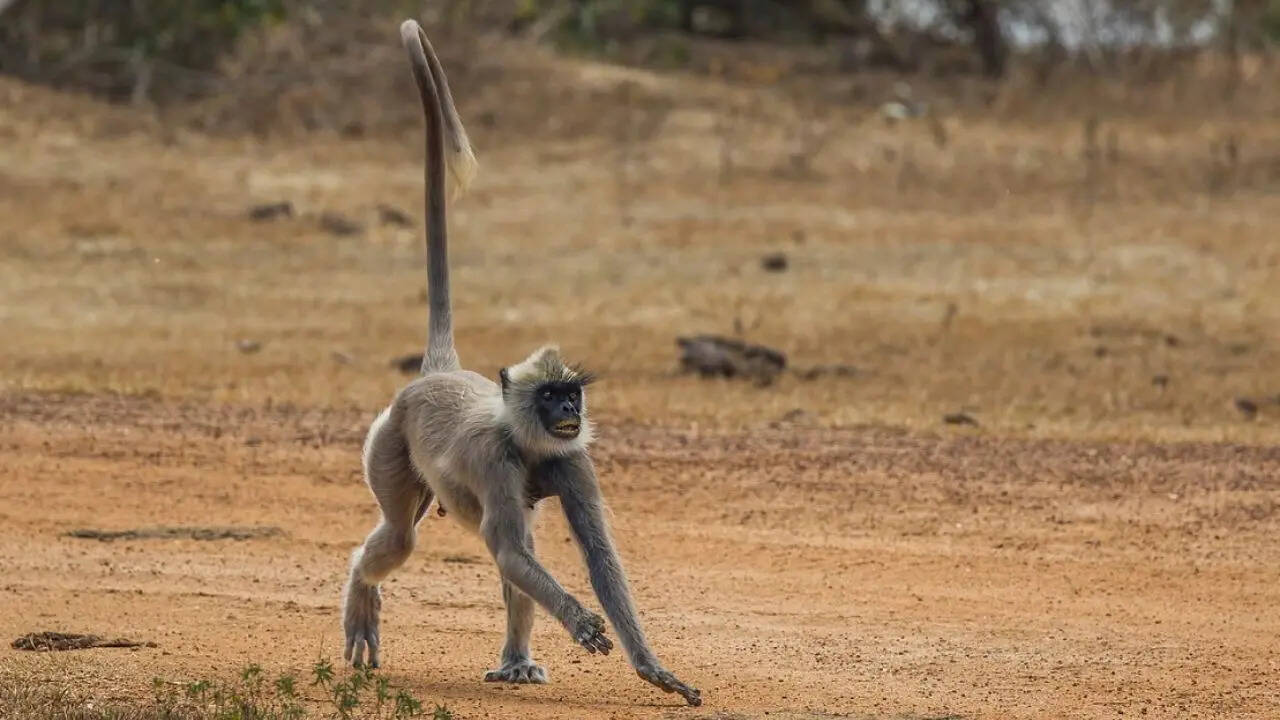The Grey Langur