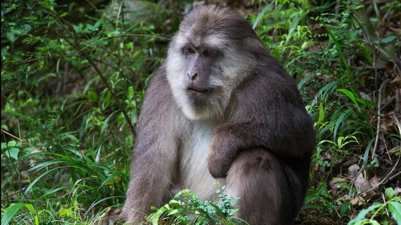 The Tibetan Macaque
