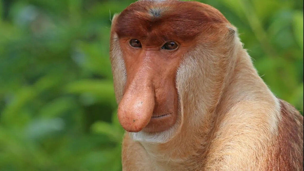 The Proboscis Monkey