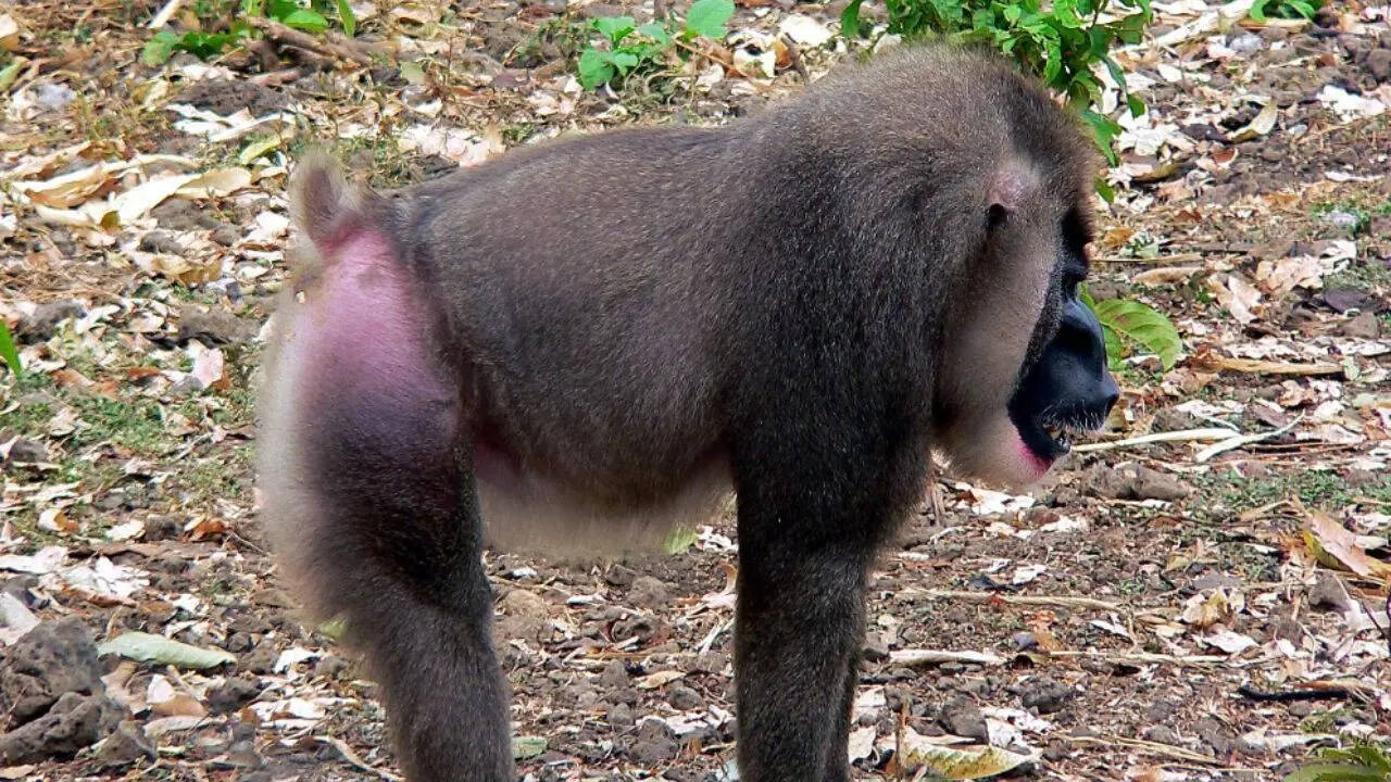 The Drill Monkey