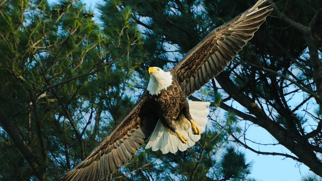 Bald eagle in flight