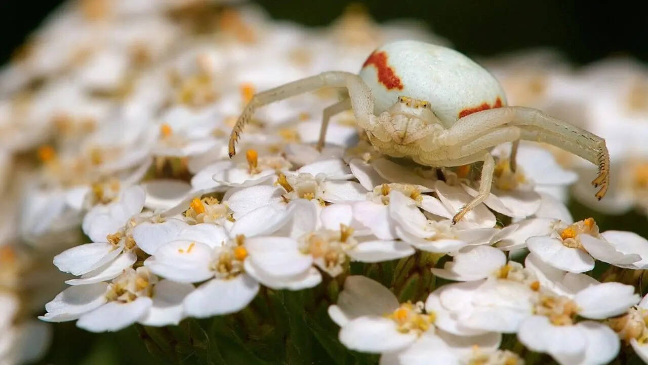 Flower Crab Spider