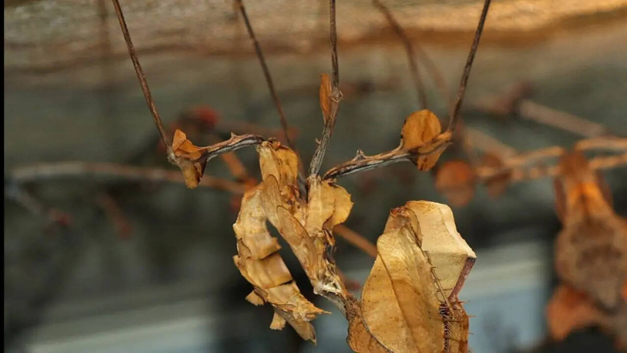 Devil’s Flower Mantis