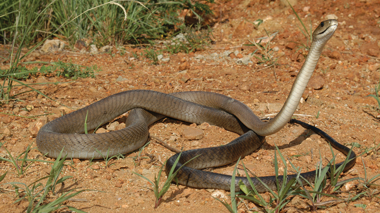 It is the fastest snake on Earth