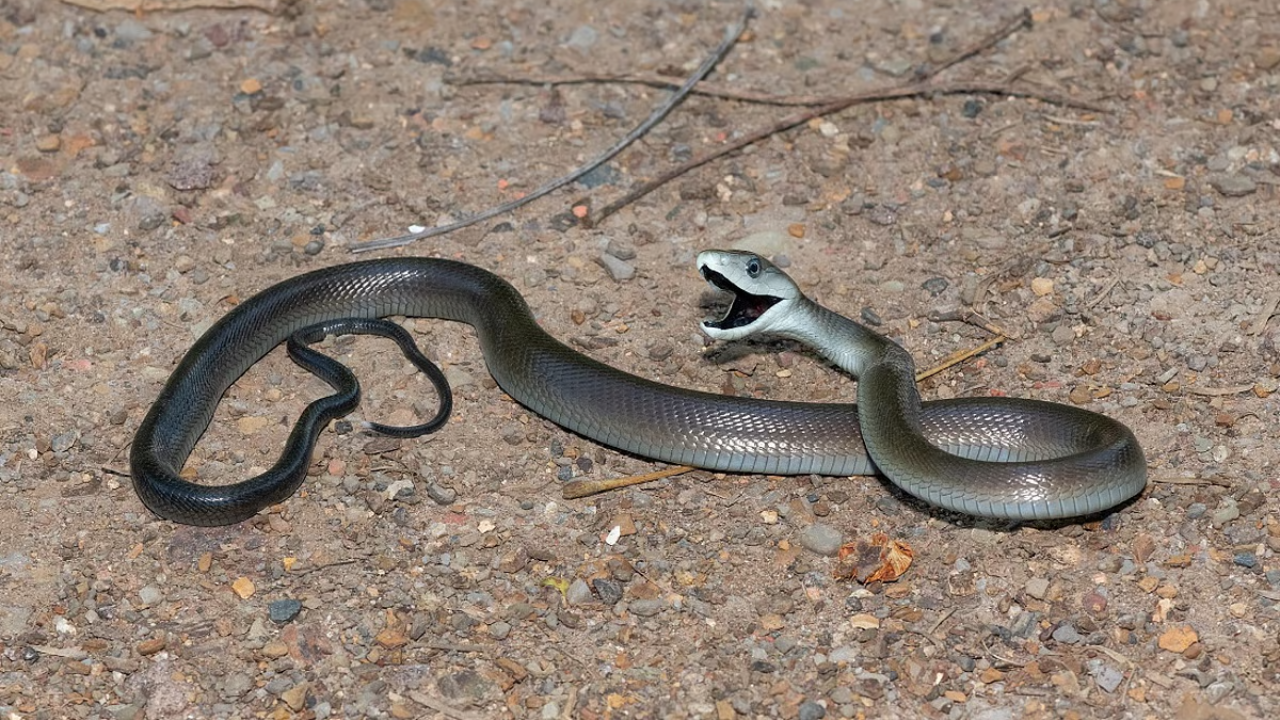 6. Black mambas are highly intelligent hunters