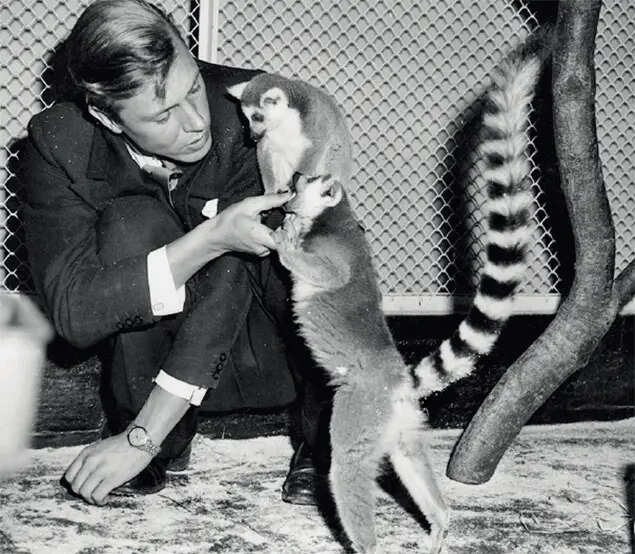 They're like you and me: Attenborough befriending two ring-tailed lemurs in 1961